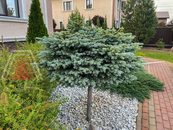 Дом 450 кв.м-Суровка